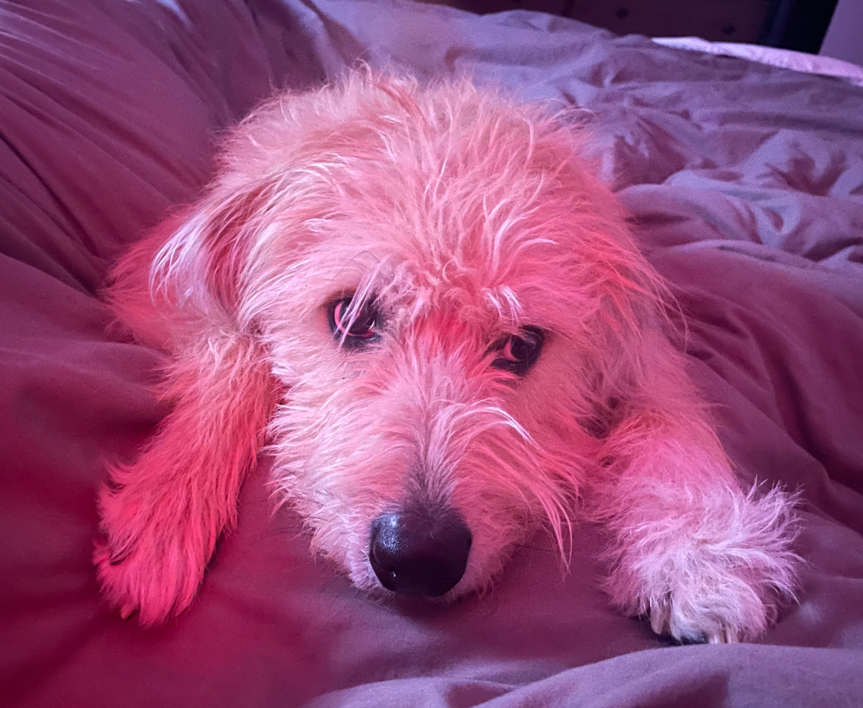 Brendan's dog on a pink-lit bed