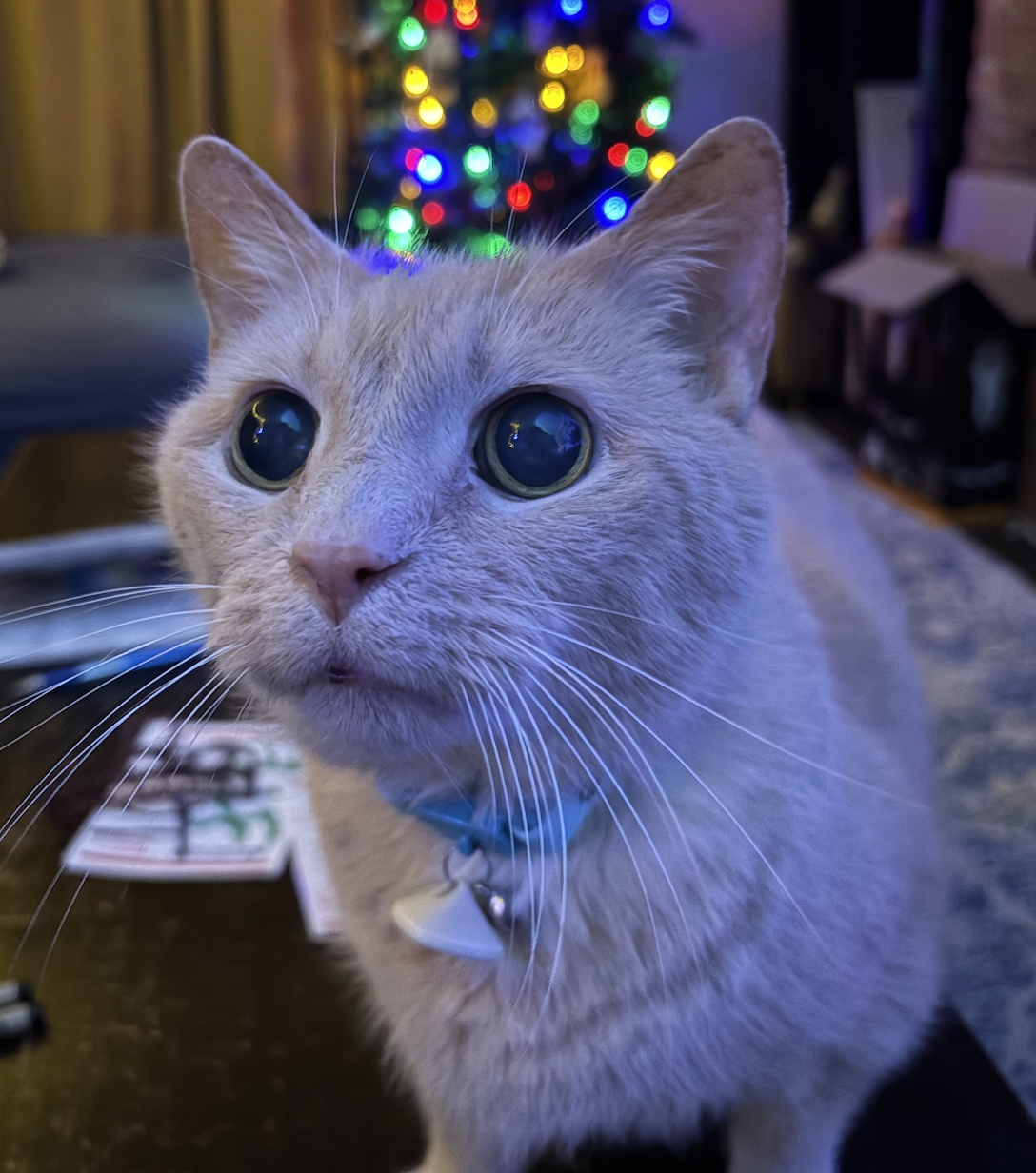 Brendan's cat with Christmas lights